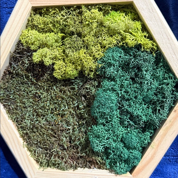Hexagonal Framed Moss Wall Art Trio - Green and Natural Tones - Picture 7 of 9